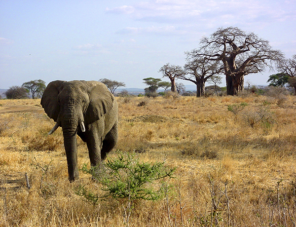Tanzania Wakacje 3