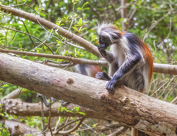 Wakacje Tanzania 3